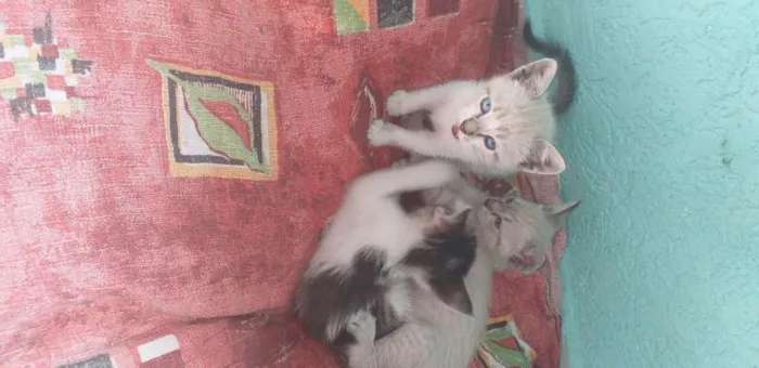 Gato ra a  idade Abaixo de 2 meses nome Sem nome