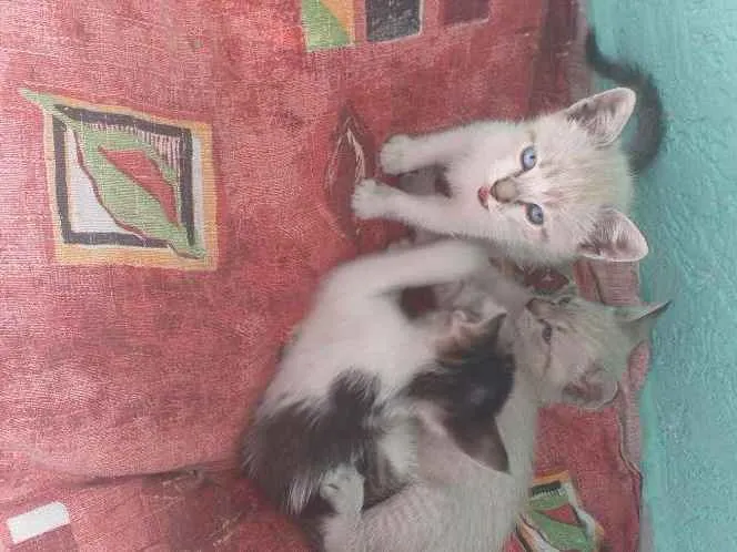 Gato ra a  idade Abaixo de 2 meses nome Sem nome