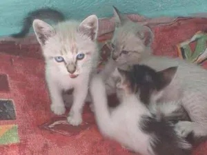 Gato raça  idade Abaixo de 2 meses nome Sem nome