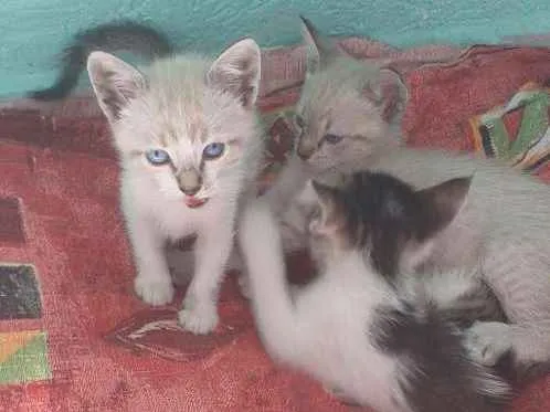 Gato ra a  idade Abaixo de 2 meses nome Sem nome