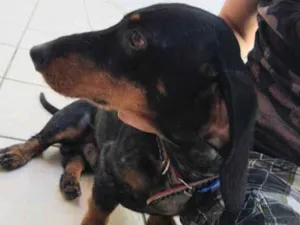 Cachorro raça Teckel ou dachShund idade 1 ano nome Mayo