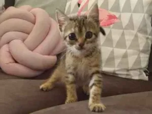 Gato raça Sem raça  idade 2 a 6 meses nome Mia