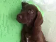 Marley
