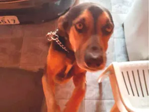 Cachorro raça Sem raça definida idade 3 anos nome Bili