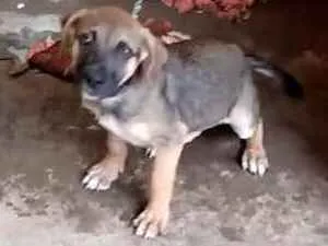 Cachorro raça Vira lata + labrador idade 7 a 11 meses nome Timão 