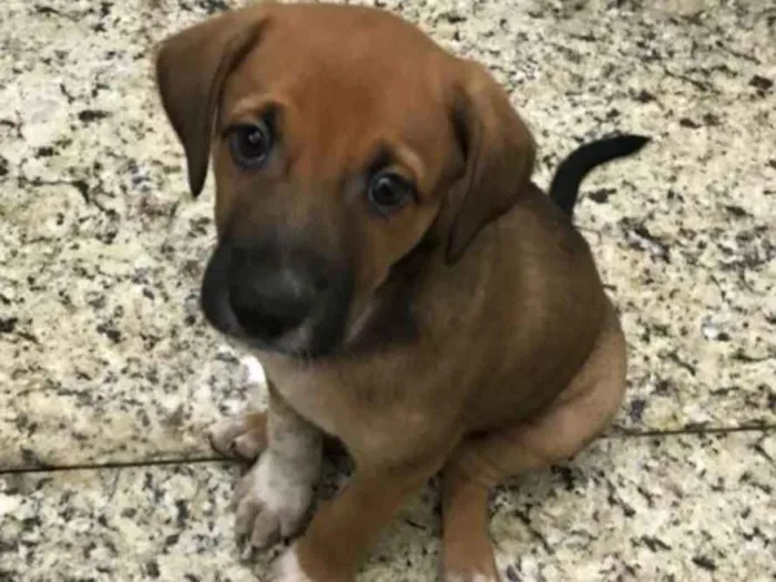 Cachorro raça Indefinida idade Abaixo de 2 meses nome Sem nomes