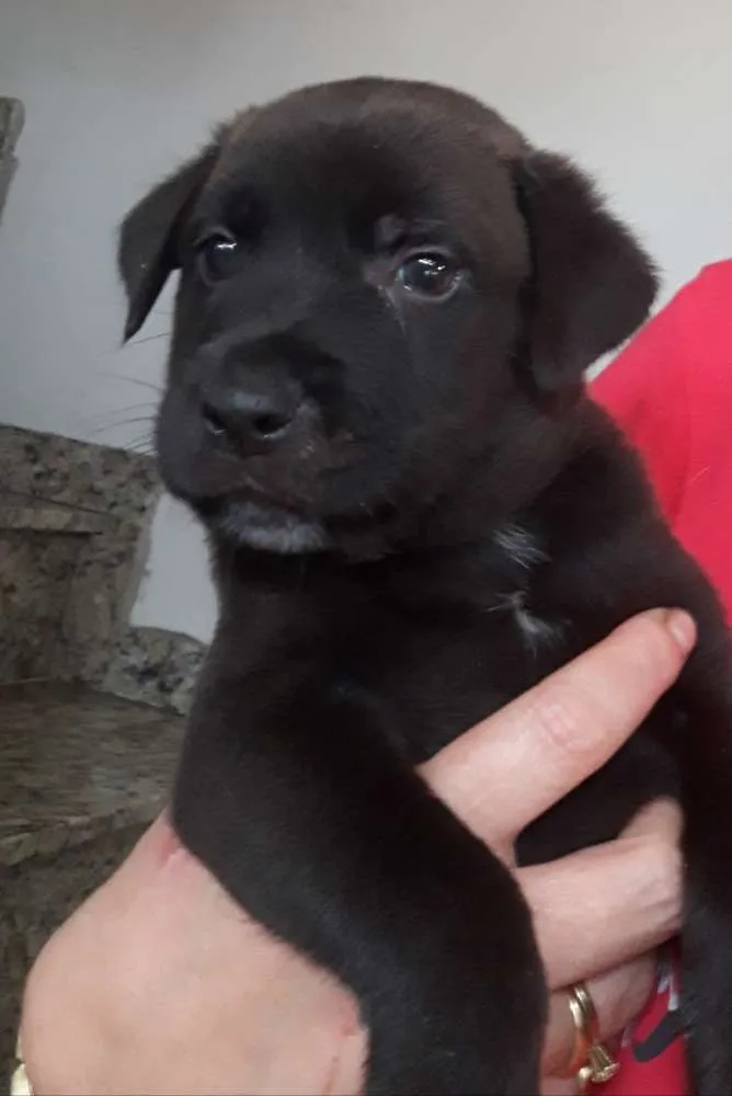 Cachorro raça Indefinida idade Abaixo de 2 meses nome Sem nomes
