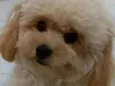 Nina