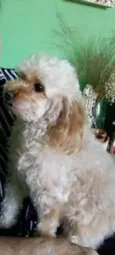 Nina