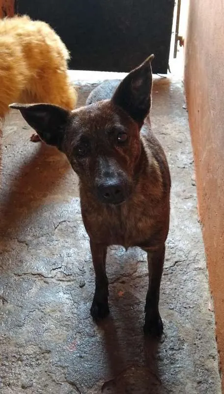 Cachorro raça SRD idade 3 anos nome Suzy