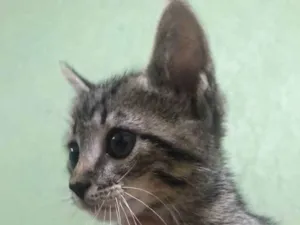 Gato raça Gato comum europeu idade 2 a 6 meses nome Lili