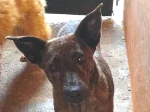 Cachorro raça SRD idade 3 anos nome Suzy