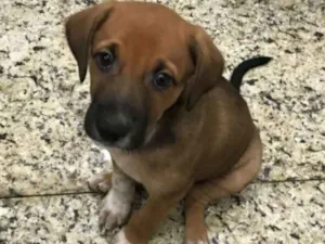 Cachorro raça Indefinida idade Abaixo de 2 meses nome Sem nomes