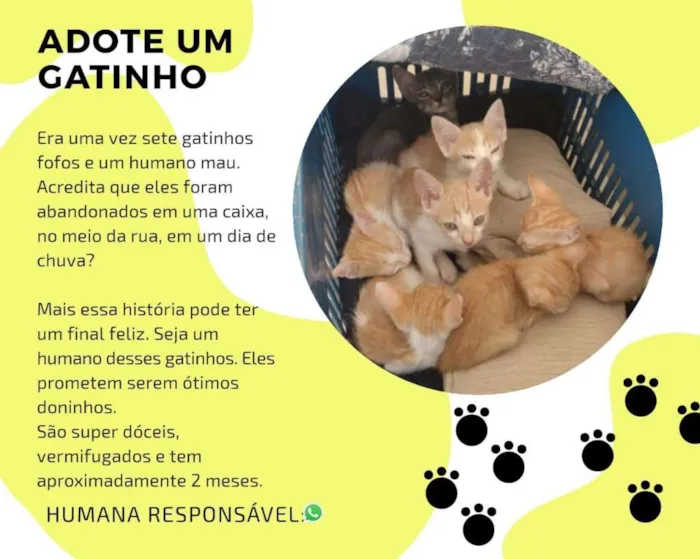 Gato ra a  idade Abaixo de 2 meses nome 6 filhotes de gatos 