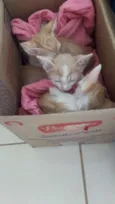 6 filhotes de gatos 