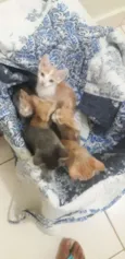 6 filhotes de gatos 