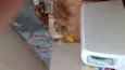 Simba pipoca e  Scot