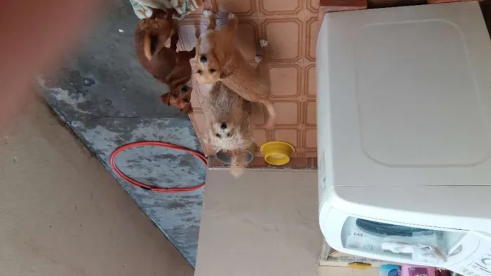Cachorro ra a Vira lata idade 7 a 11 meses nome Simba pipoca e  Scot