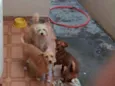 Simba pipoca e  Scot