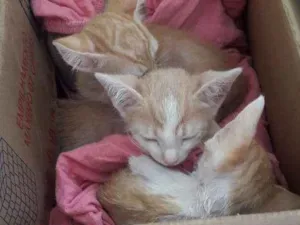 Gato raça  idade Abaixo de 2 meses nome 6 filhotes de gatos 