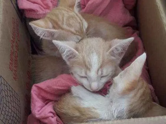 Gato ra a  idade Abaixo de 2 meses nome 6 filhotes de gatos 