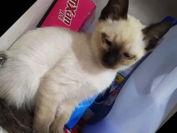 Gato ra a Cisnes mestiça idade Abaixo de 2 meses nome Manu