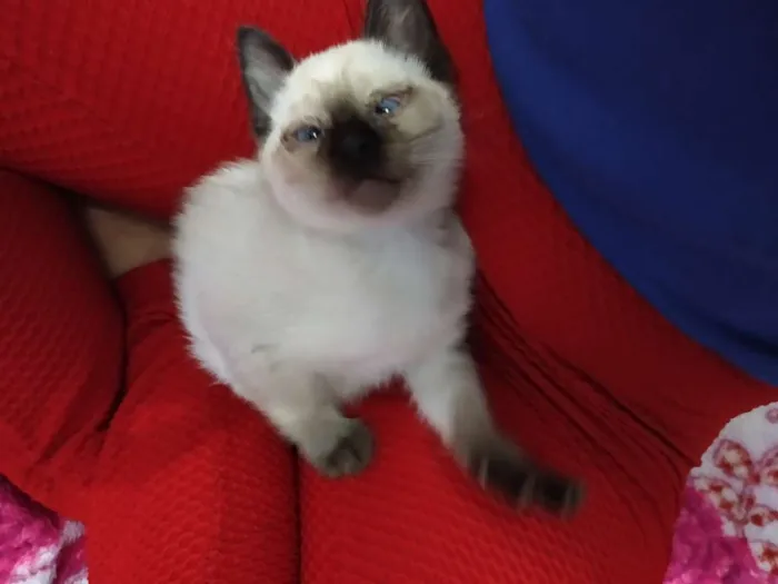 Gato ra a Cisnes mestiça idade Abaixo de 2 meses nome Manu