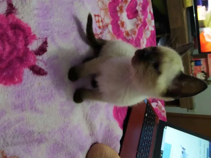 Gato ra a Cisnes mestiça idade Abaixo de 2 meses nome Manu