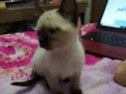 Manu