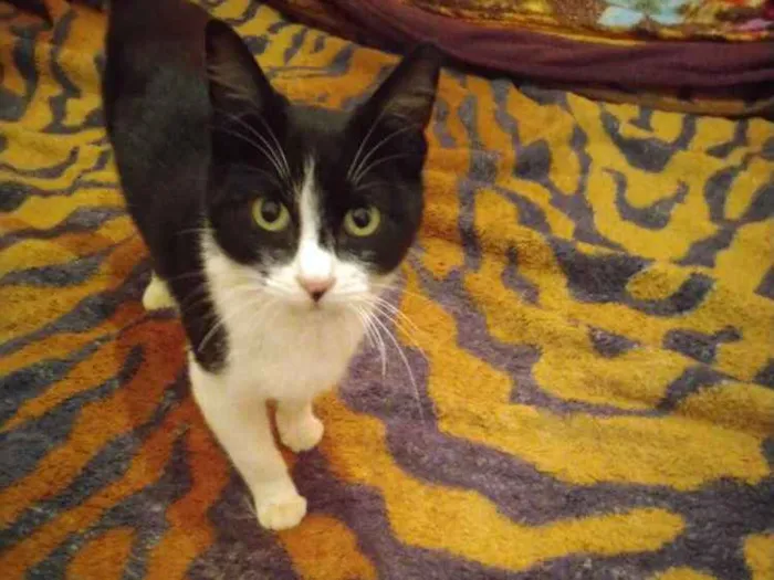 Gato raça  idade 1 ano nome Georg
