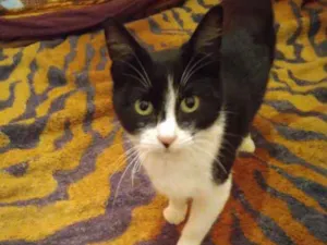 Gato raça  idade 1 ano nome Georg