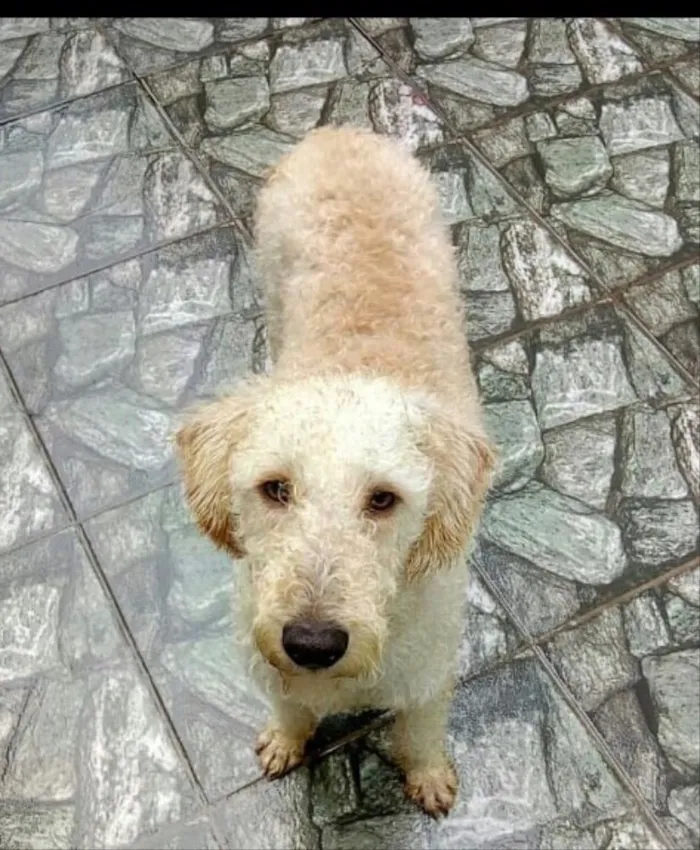 Cachorro ra a Srd idade 1 ano nome Bento