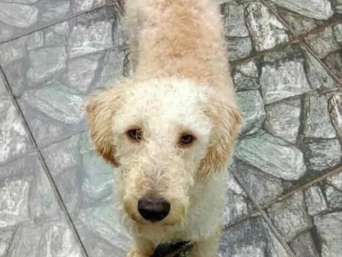 Cachorro ra a Srd idade 1 ano nome Bento
