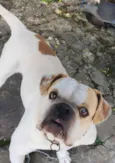 Jack -Bulldog Inglês