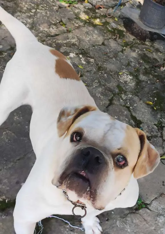 Cachorro ra a Bulldog idade 4 anos nome Jack -Bulldog Inglês