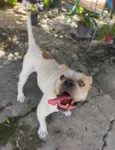 Jack -Bulldog Inglês