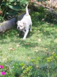 Jack -Bulldog Inglês