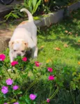 Jack -Bulldog Inglês