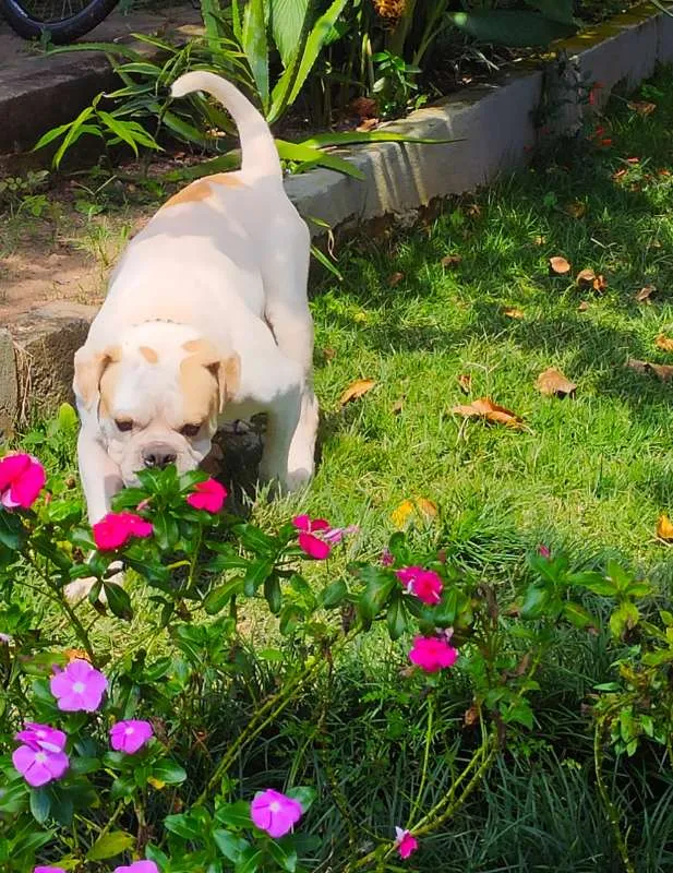 Cachorro ra a Bulldog idade 4 anos nome Jack -Bulldog Inglês