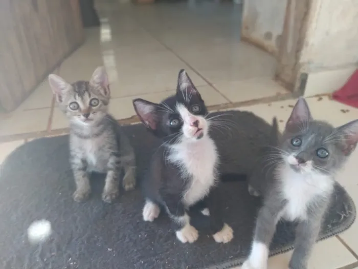 Gato raça Mistura de siamês e vira lata idade Abaixo de 2 meses nome Nao tem nome