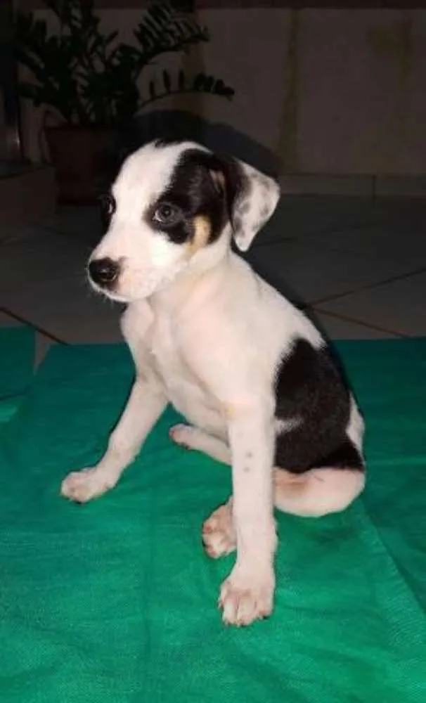 Cachorro ra a Indefinida idade 2 a 6 meses nome Não sei