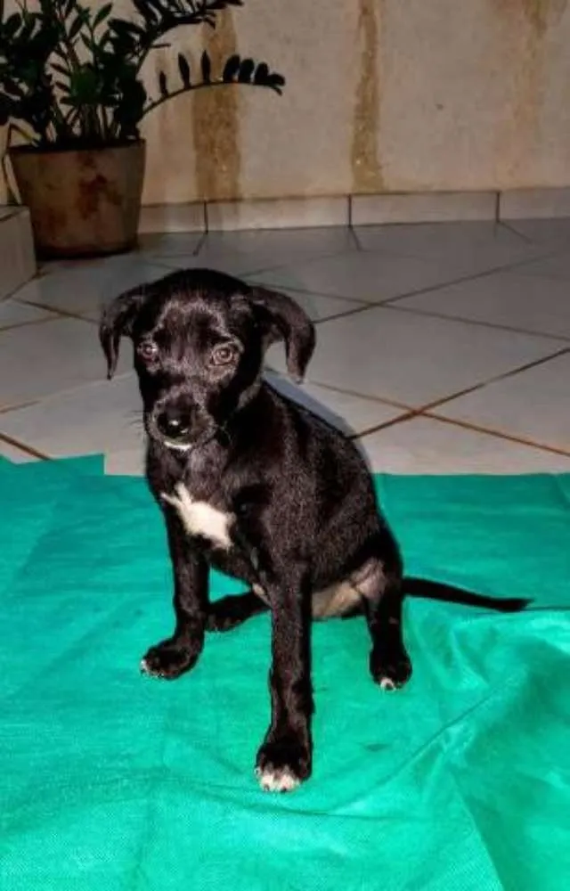 Cachorro ra a Indefinida idade 2 a 6 meses nome Não sei