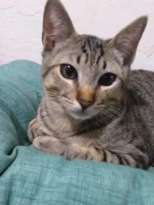 Gato raça  idade 2 a 6 meses nome Sven
