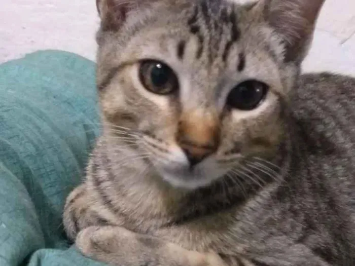 Gato ra a  idade 2 a 6 meses nome Sven