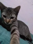 Sven