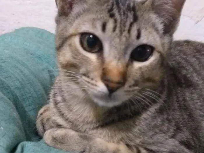 Gato ra a  idade 2 a 6 meses nome Sven