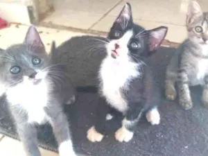 Gato raça Mistura de siamês e vira lata idade Abaixo de 2 meses nome Nao tem nome