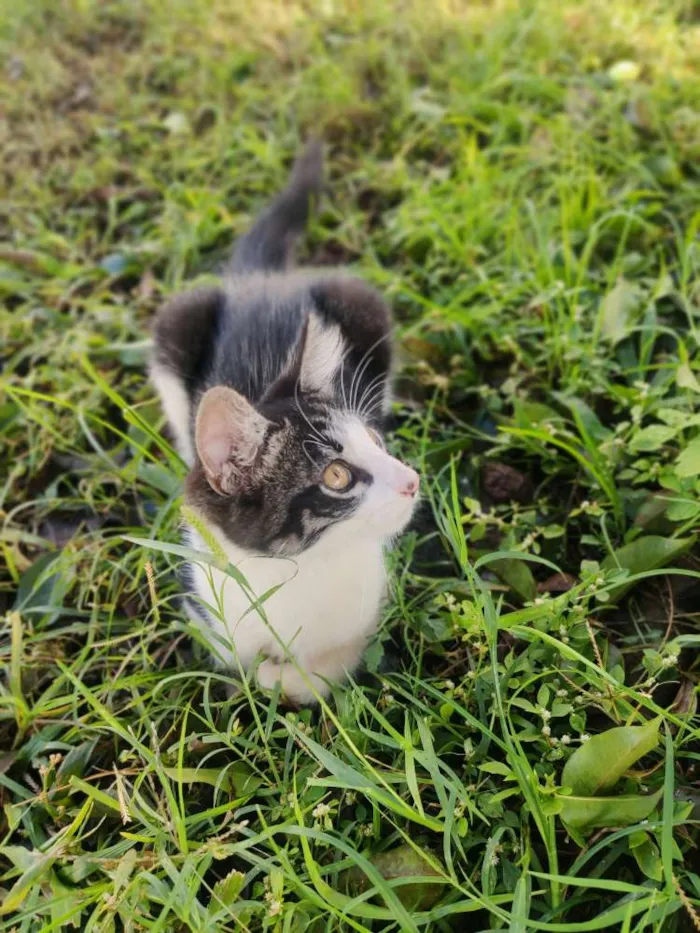 Gato ra a Não sei idade 2 a 6 meses nome Plinc 