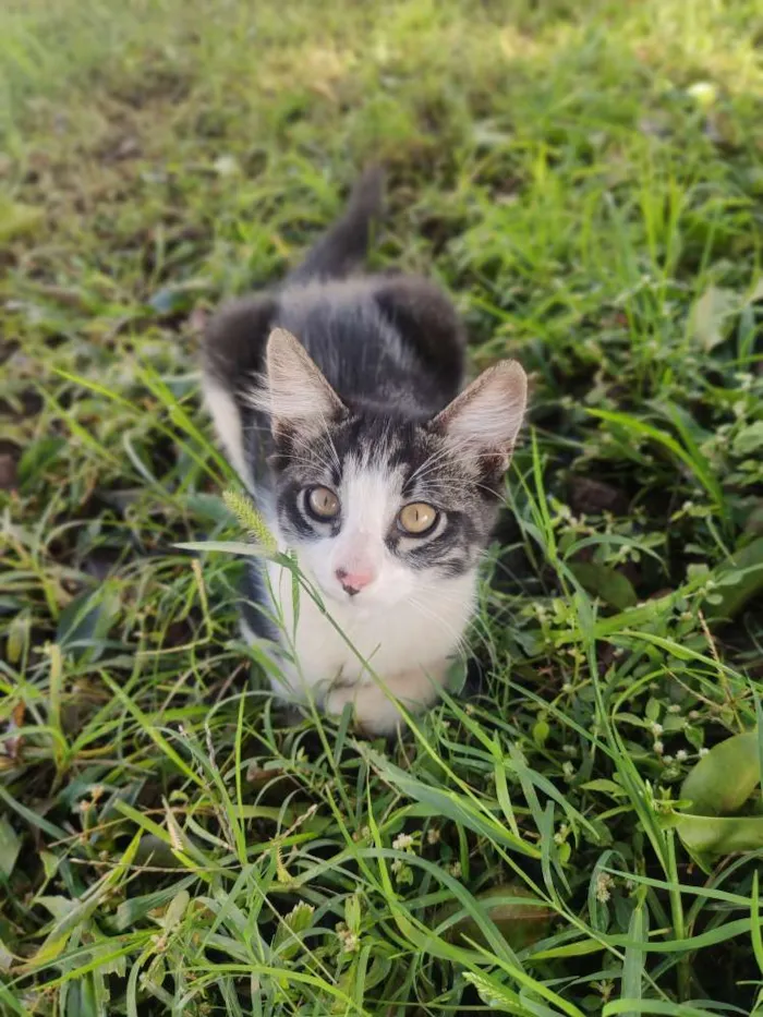 Gato ra a Não sei idade 2 a 6 meses nome Plinc 