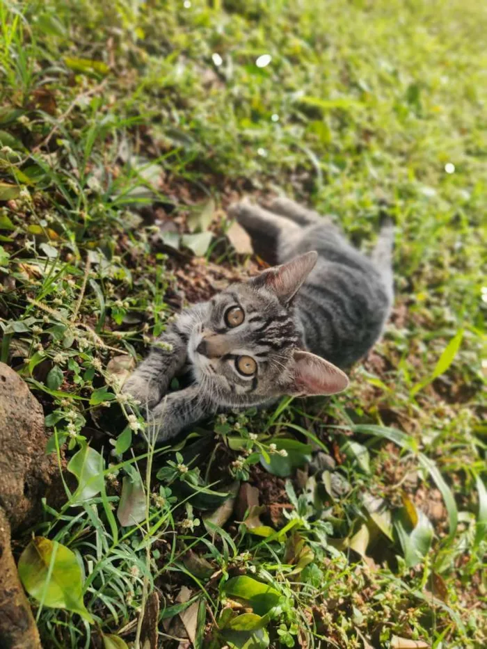 Gato ra a Não sei idade 2 a 6 meses nome Plinc 